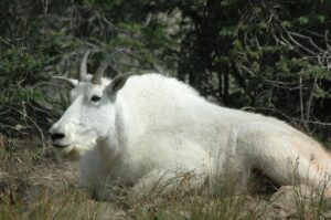 Montana mountain goat showcasing the natural beauty of Chick's RV Park